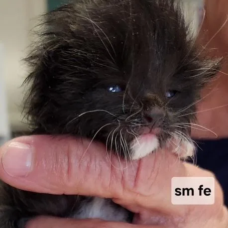 A baby small-sized female Black Domestic Short Hair cat named B Ivy for adoption in Arizona City, AZ