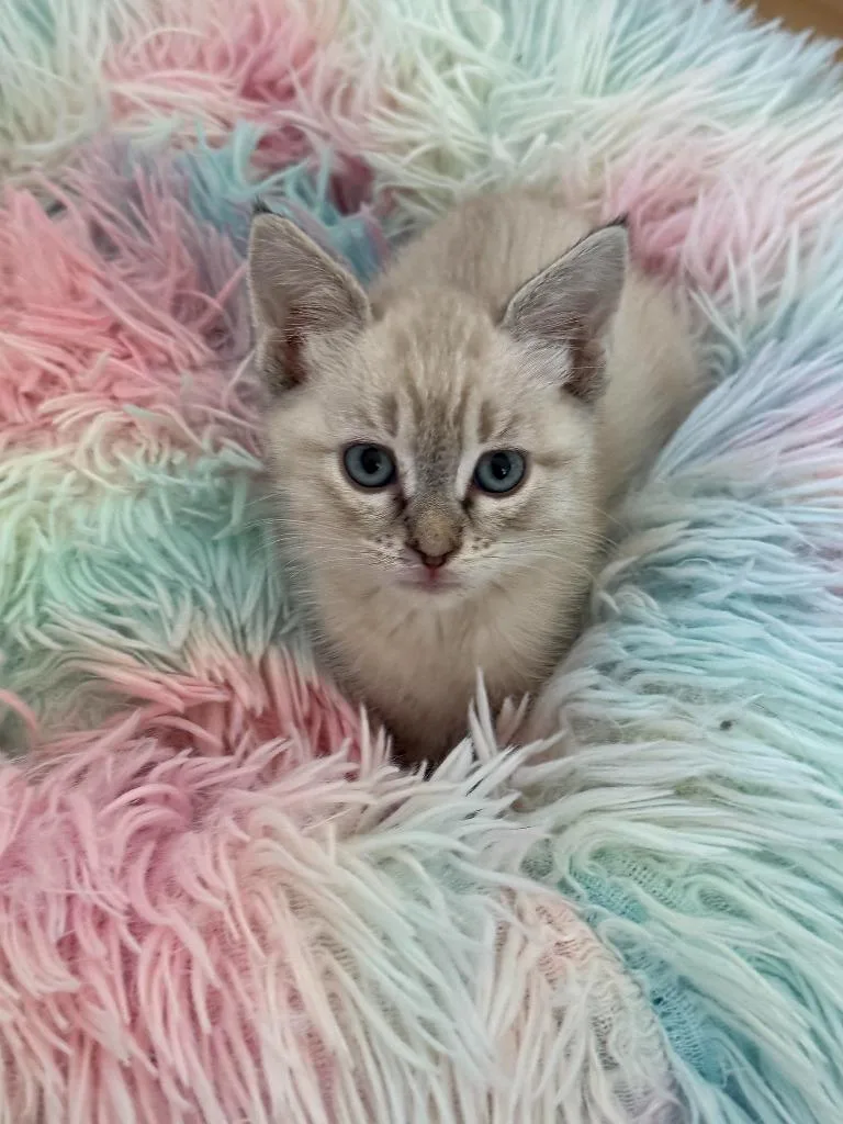 A baby medium-sized female Domestic Short Hair cat named Bernadette for adoption in Salt Lake City, UT