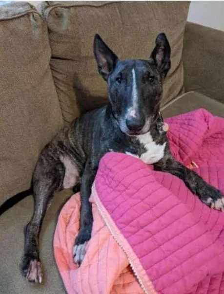 A senior large-sized male Bull Terrier dog named Flint for adoption in New York, NY