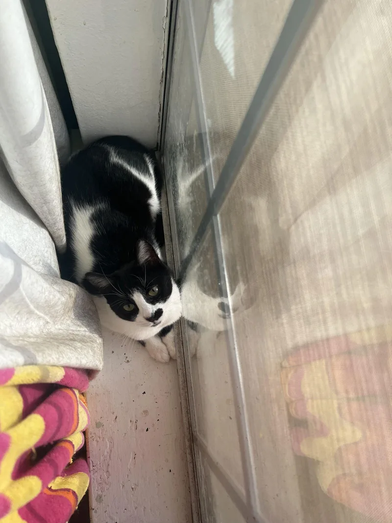 Derry Meow. thumbnail 2