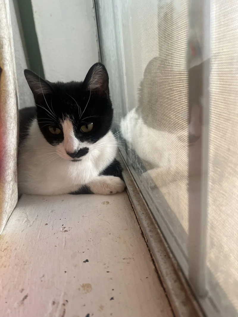 Derry Meow. thumbnail 3