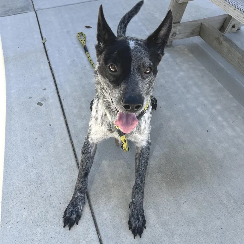 A young medium-sized male White / Cream Australian Cattle Dog / Blue Heeler dog named Bandit for adoption in Long Beach, CA