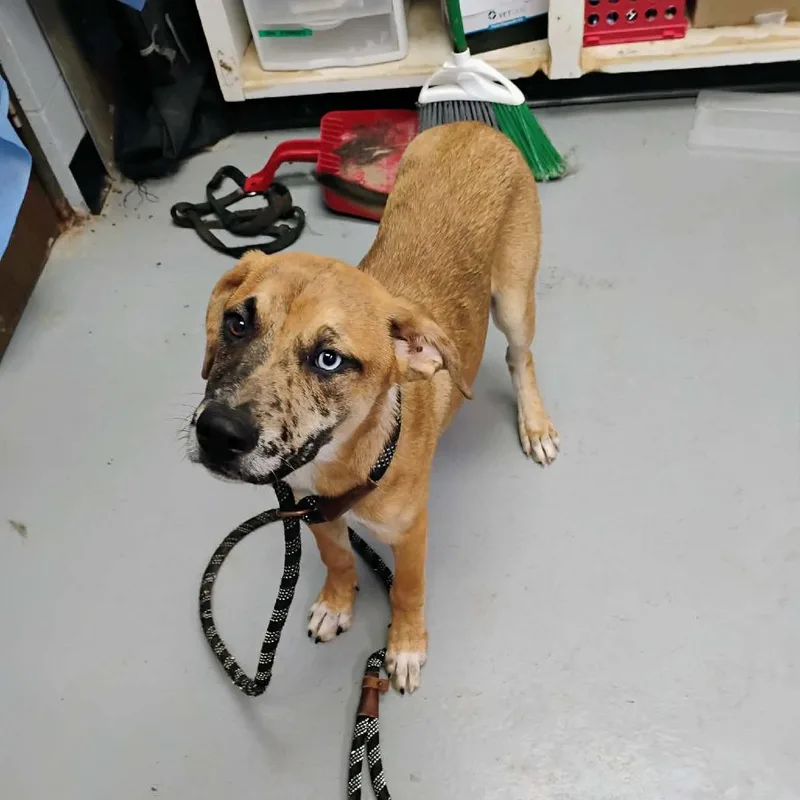 A baby small-sized female Yellow / Tan / Blond / Fawn Mixed Breed dog named Julie for adoption in Duncan, OK