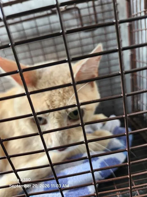 A young large-sized male Domestic Short Hair cat named Ice Cream for adoption in San Antonio, TX
