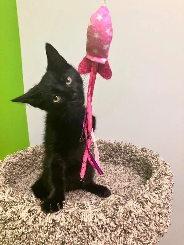 A young medium-sized male Black Domestic Short Hair cat named Spinosaurus for adoption in Jackson, TN