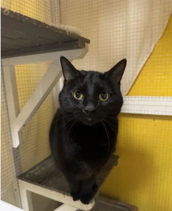 An adult medium-sized male Black Domestic Short Hair cat named Juste for adoption in Chicago, IL