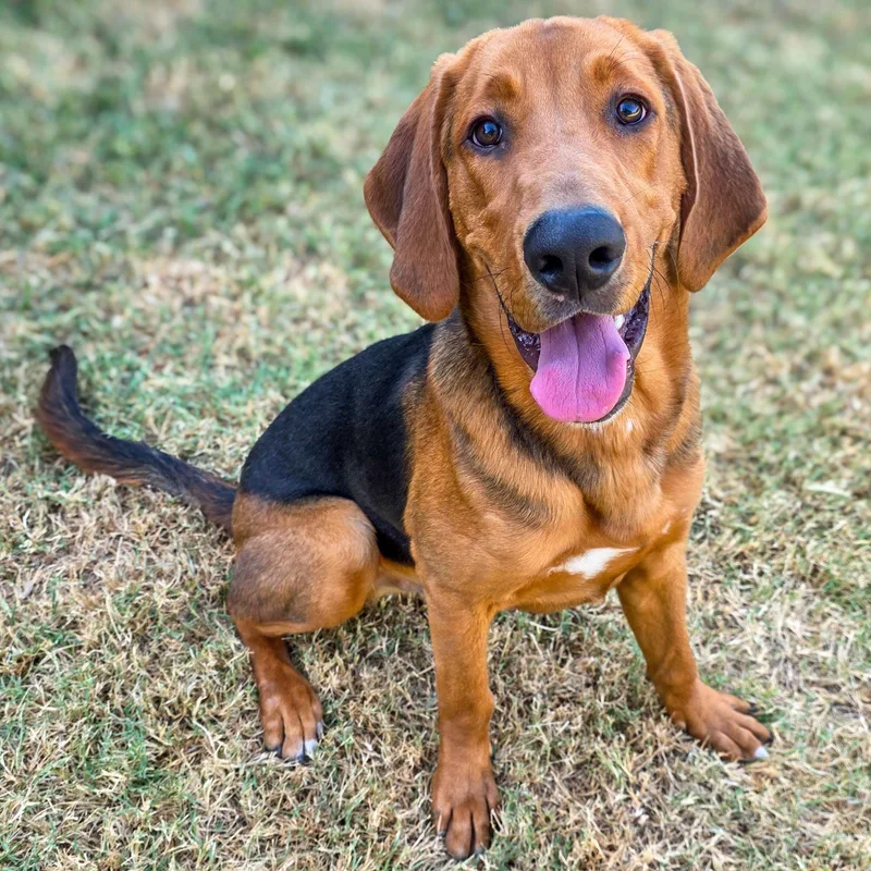 Duke