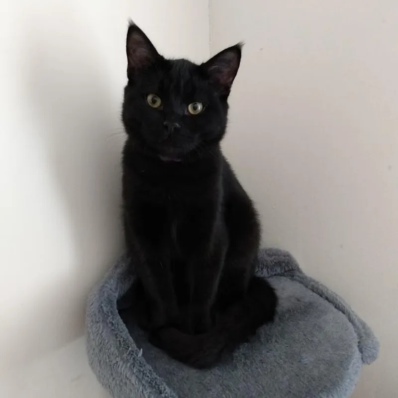 Elliott