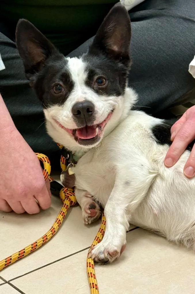 Macaroon thumbnail 3