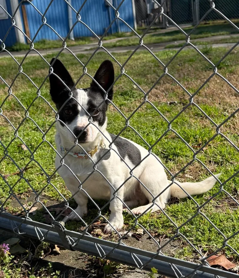 Macaroon thumbnail 4