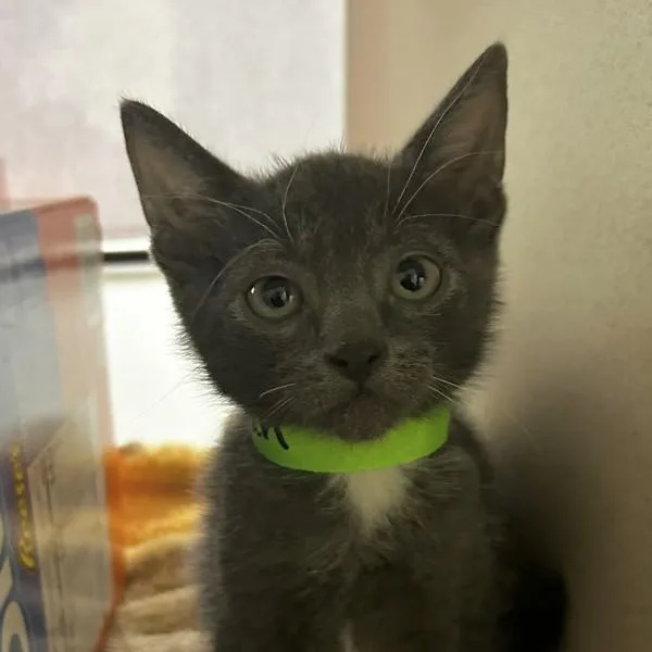 A baby small-sized male Domestic Short Hair cat named Wonder Man for adoption in Oakland, CA