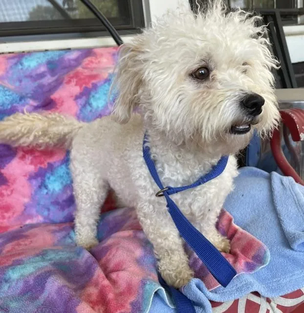 A young small-sized male White / Cream Bichon Frise dog named Scruffy for adoption in Memphis, TN