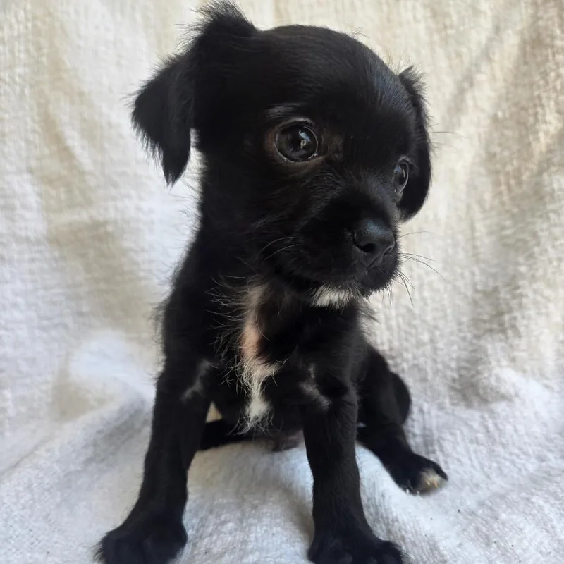 A baby small-sized male Black Chihuahua dog named Puppy for adoption in Calimesa, CA