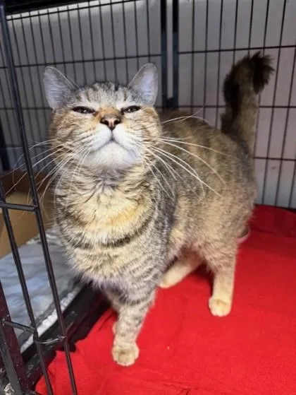 An adult small-sized female Domestic Short Hair cat named Elseph for adoption in West Chester, PA