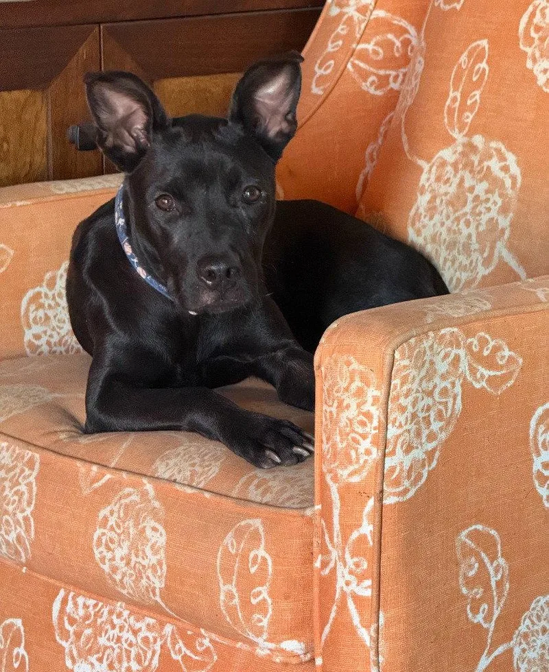 A young medium-sized female Labrador Retriever dog named Nyx for adoption in Bloomfield, CT