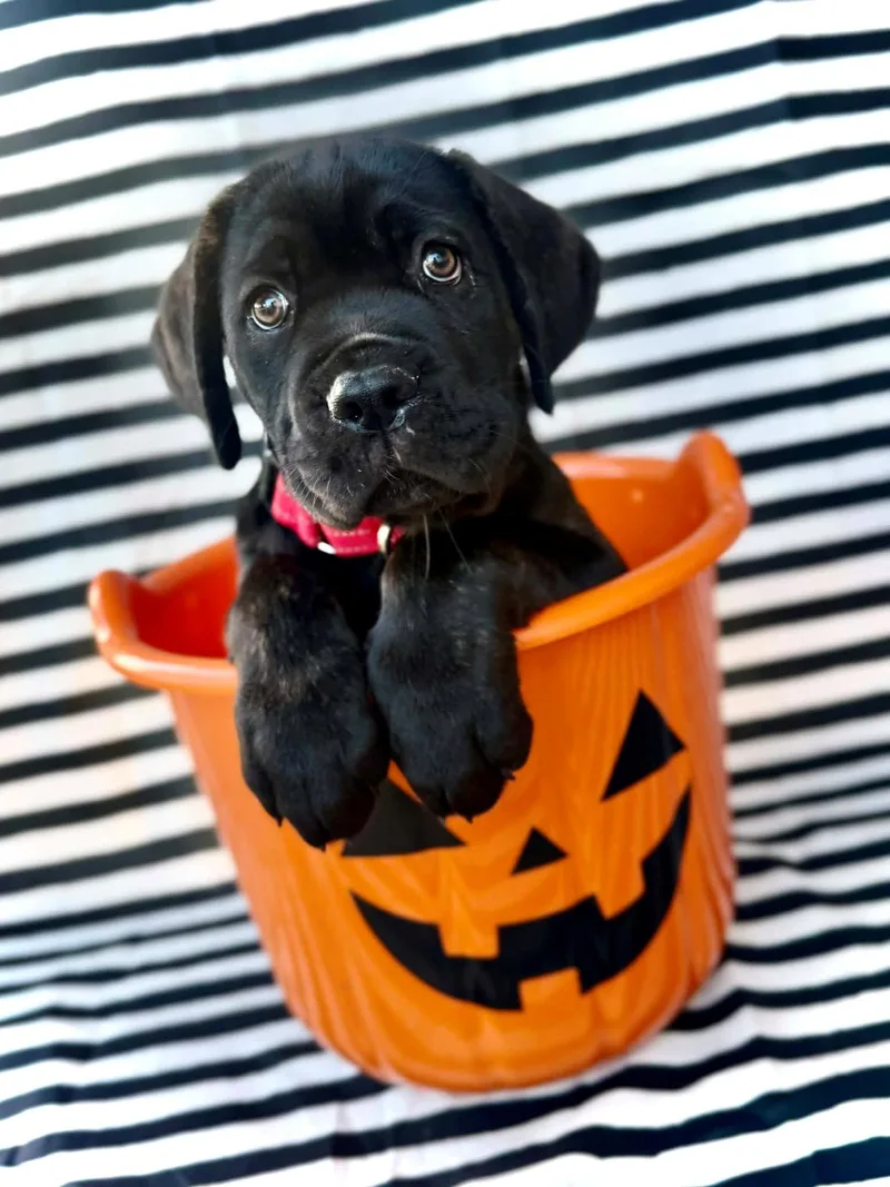 A baby large-sized male Cane Corso dog named Stitch for adoption in Parma Heights, OH