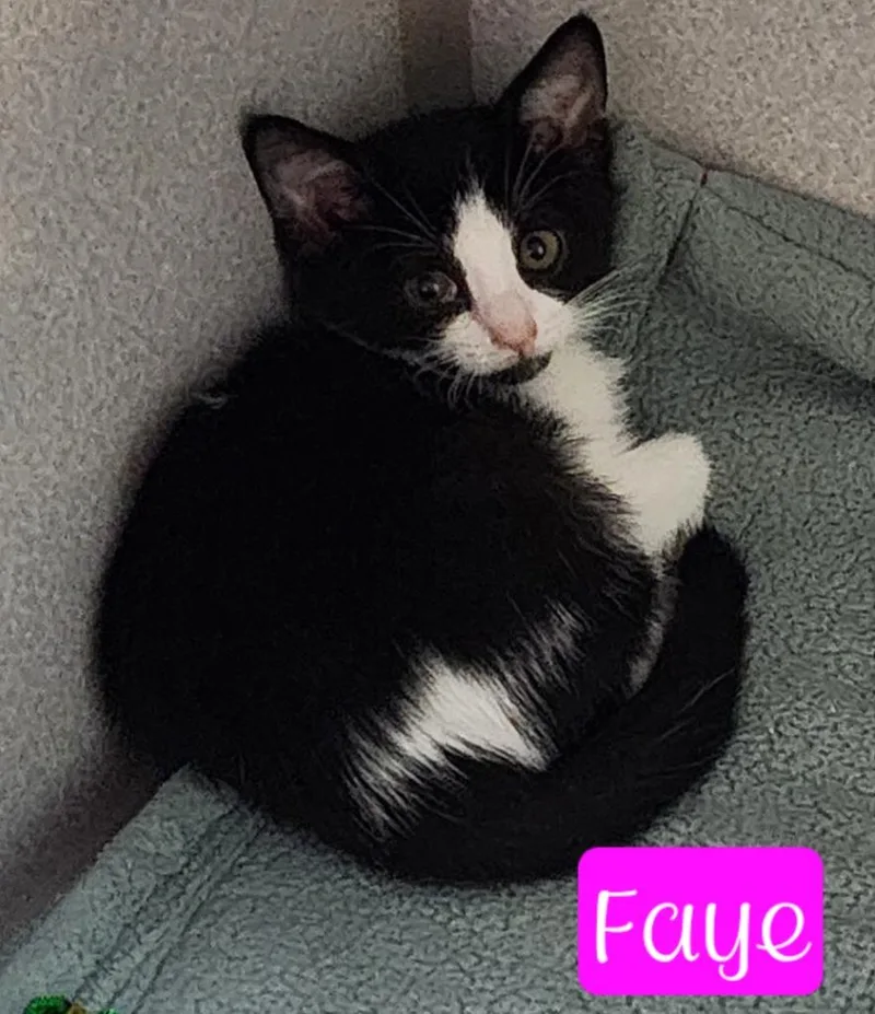 A young medium-sized female Domestic Short Hair cat named Faye for adoption in Jim Thorpe, PA