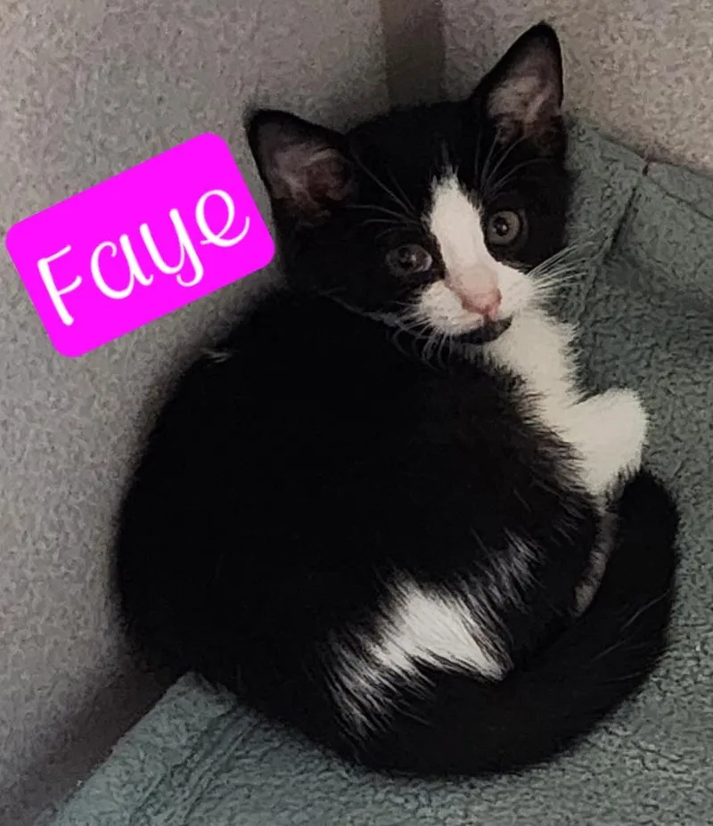 Faye thumbnail 2