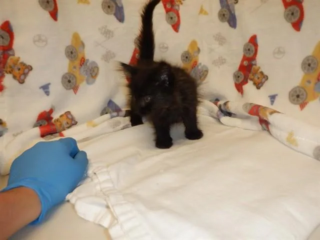 A baby small-sized male Domestic Short Hair cat named Yuki for adoption in San Jose, CA