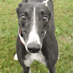 An adult medium-sized female Greyhound dog named Skippy Da Doo Da for adoption in grandville, MI