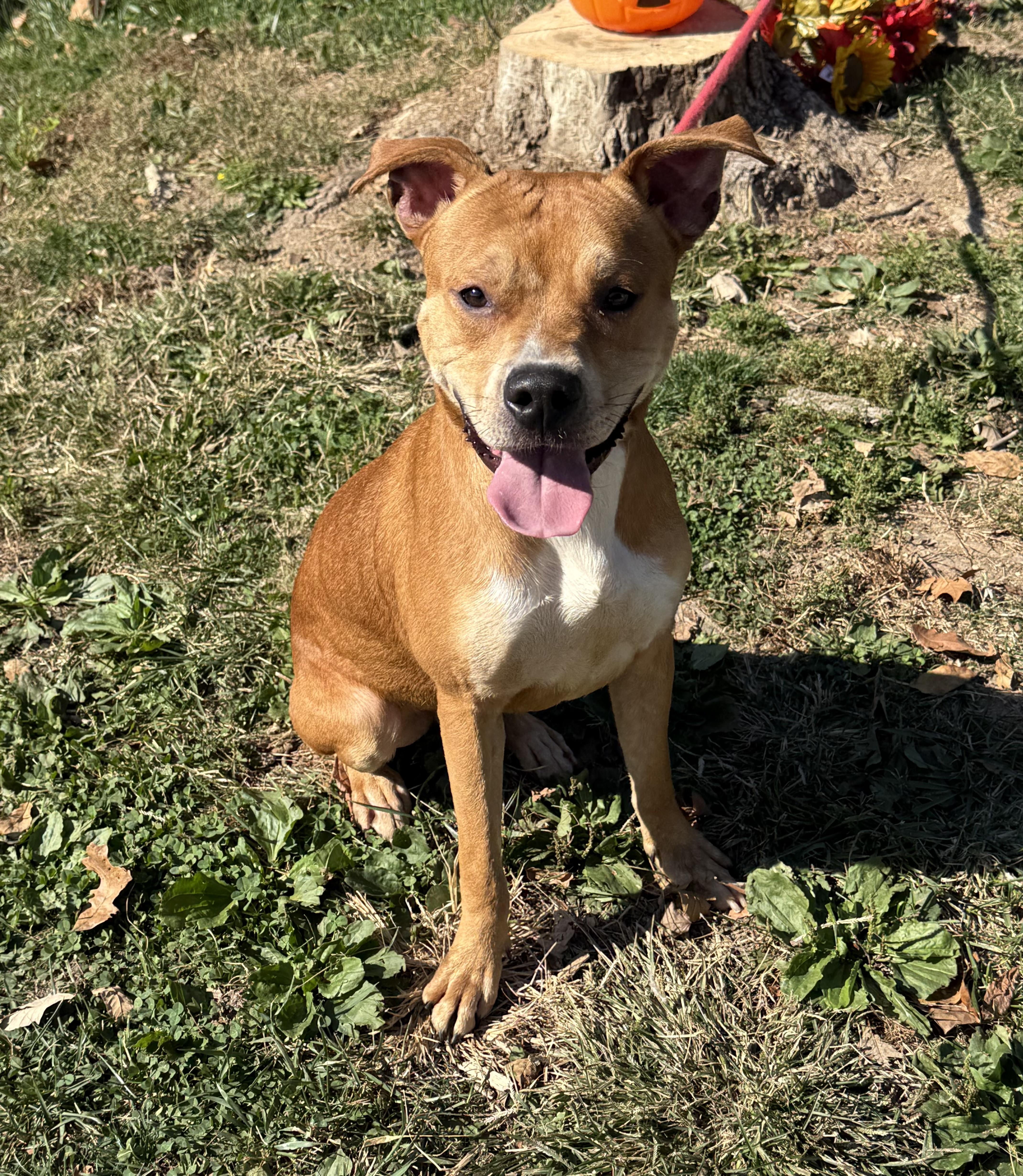An adult medium-sized male Pit Bull Terrier dog named Bart for adoption in Springfield, IL