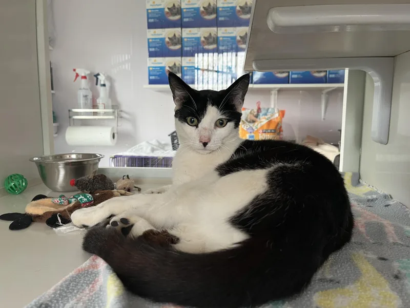 An adult medium-sized male Black & White / Tuxedo Domestic Short Hair cat named Cowboy for adoption in Salisbury, MA