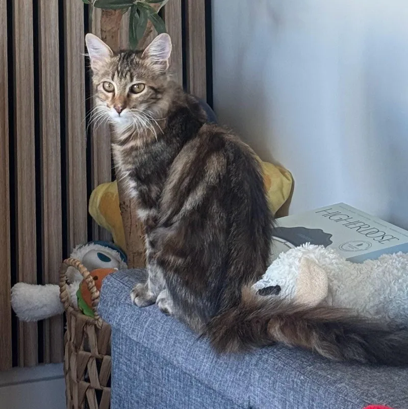 A baby medium-sized female Tabby (Buff / Tan / Fawn) Domestic Medium Hair cat named Bethany for adoption in Venice, CA