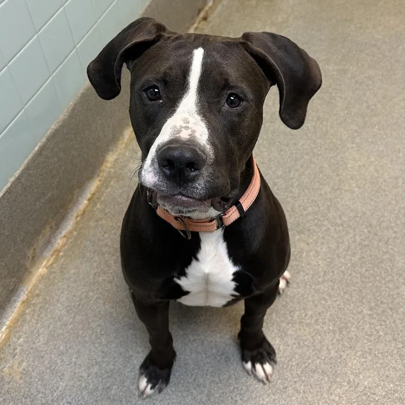 Blitzen Biscuit thumbnail 2