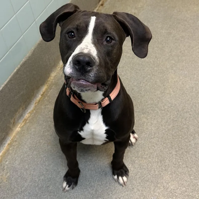 Blitzen Biscuit thumbnail 3