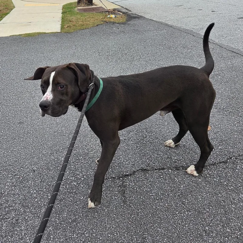 Blitzen Biscuit thumbnail 4