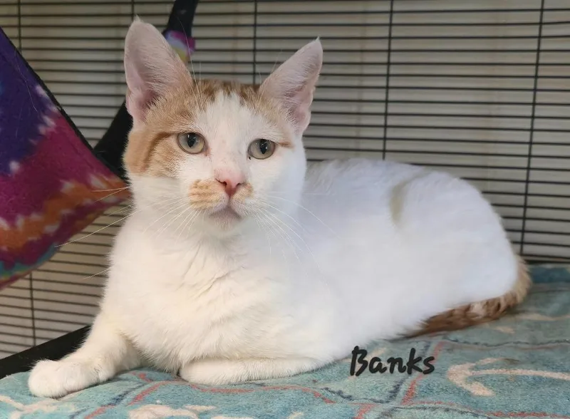 An adult medium-sized male Domestic Short Hair cat named Banks for adoption in Cedar Rapids, IA