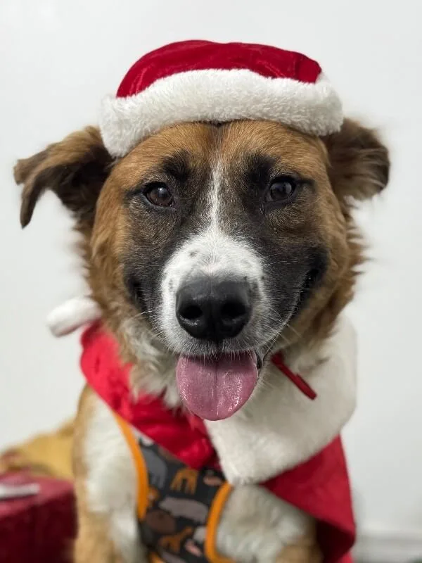 A young medium-sized male Tricolor (Brown, Black, & White) Saint Bernard dog named Fluffy for adoption in Carlsbad, CA