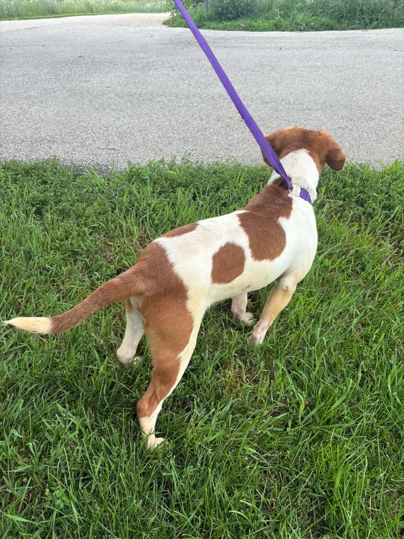 A young medium-sized male Beagle dog named Tommy for adoption in Tremont, IL