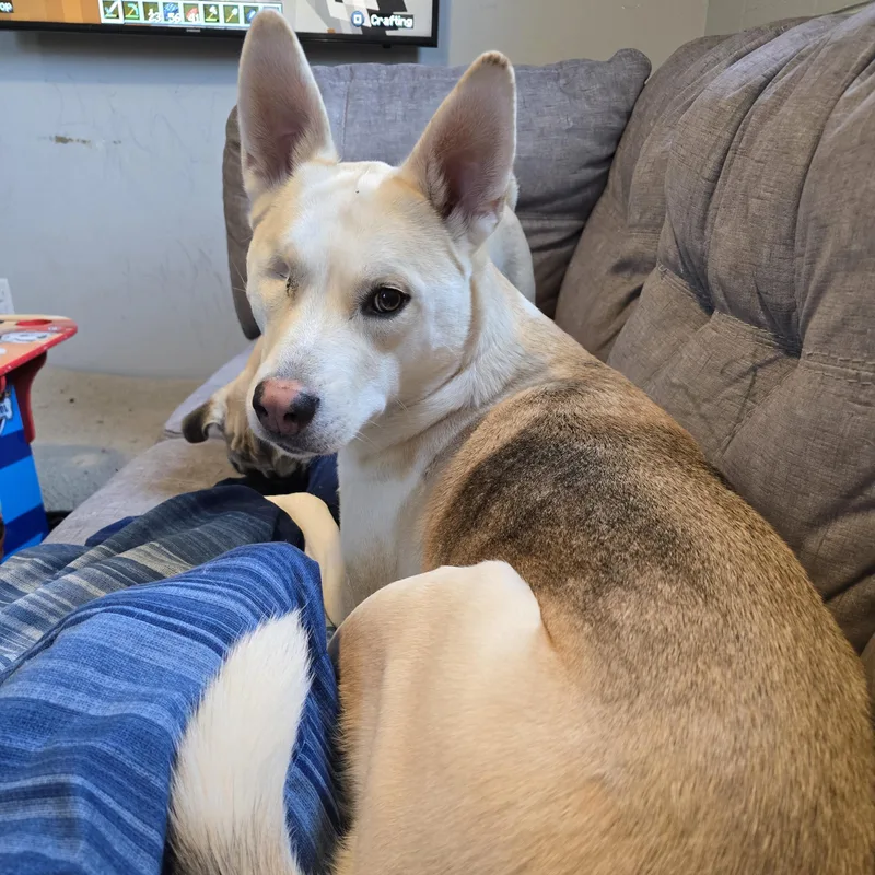 An adult medium-sized female Husky dog named Botan Courtesy Listed for adoption in Midland, MI