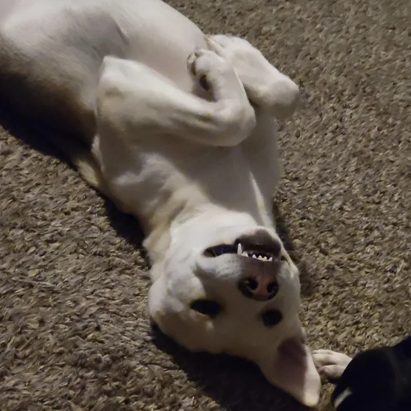 Botan Courtesy Listed thumbnail 4