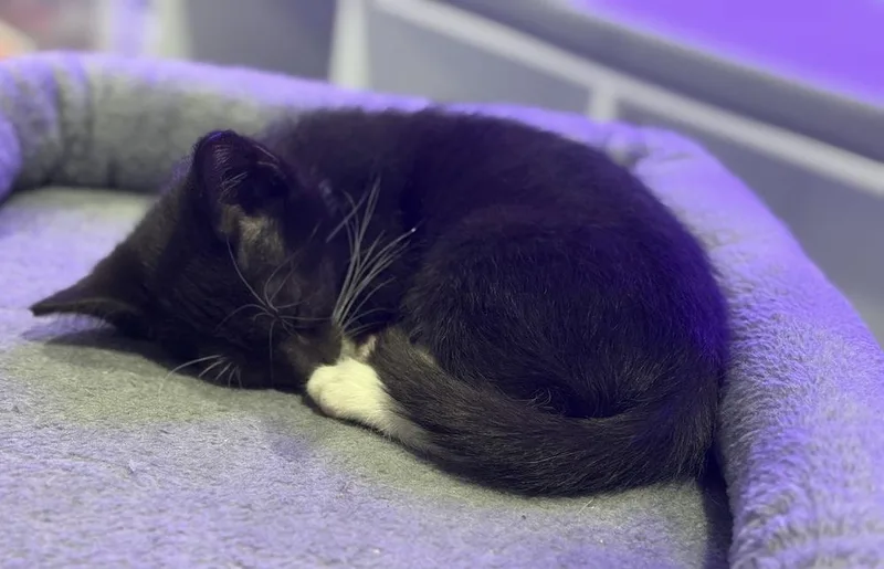 A baby small-sized male Black & White / Tuxedo Domestic Short Hair cat named Burberry for adoption in Orlando, FL