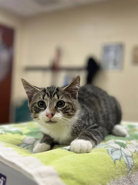 A baby small-sized male Domestic Short Hair cat named Diego for adoption in Aliquippa, PA