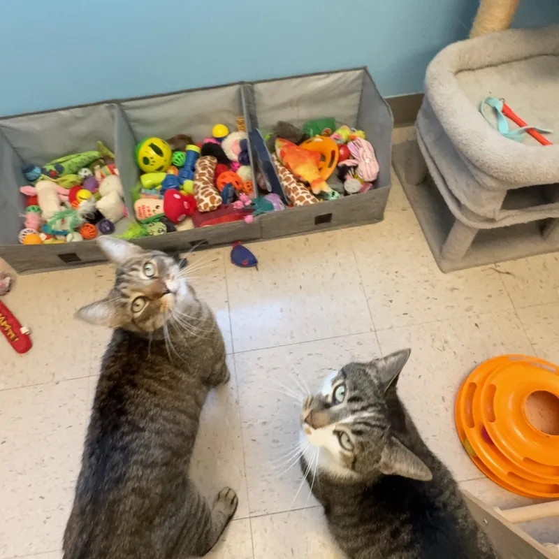 Socks & Willy thumbnail 2