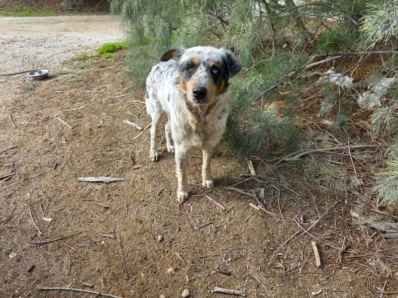 An adult medium-sized female Australian Shepherd dog named Eva for adoption in Windsor, CO
