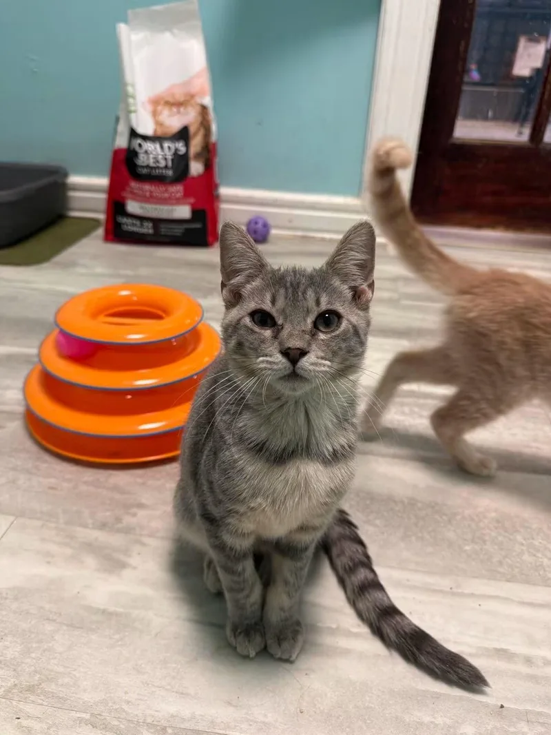 A young small-sized female Gray & White Domestic Short Hair cat named Biscuit for adoption in Freeport, NY