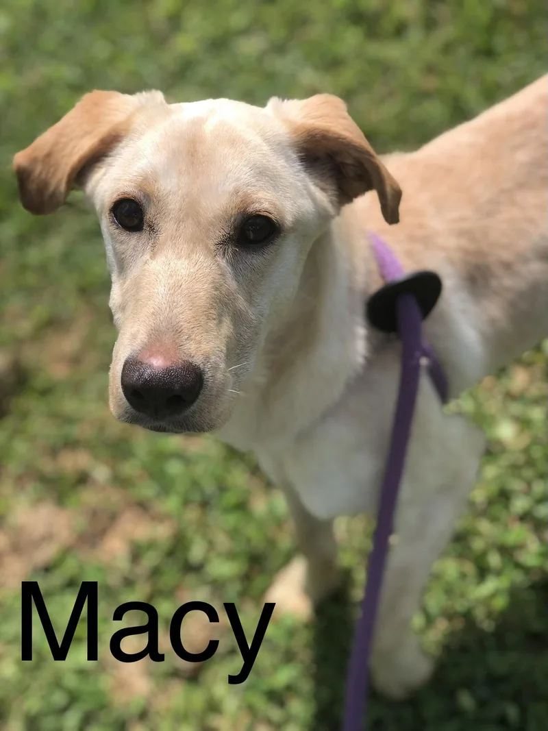 A young large-sized female Yellow Labrador Retriever dog named Macy for adoption in Elkins, WV