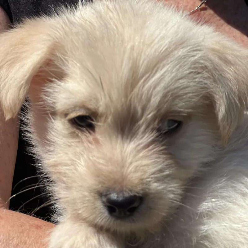 Daisy~ Havanese Mix Cutie thumbnail 2