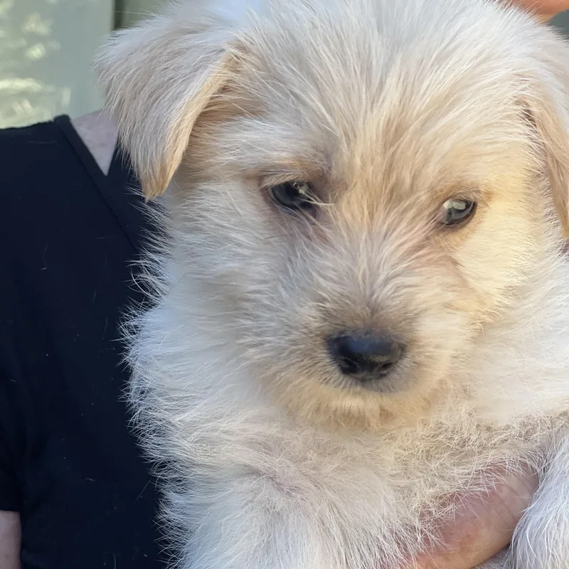 Daisy~ Havanese Mix Cutie thumbnail 3