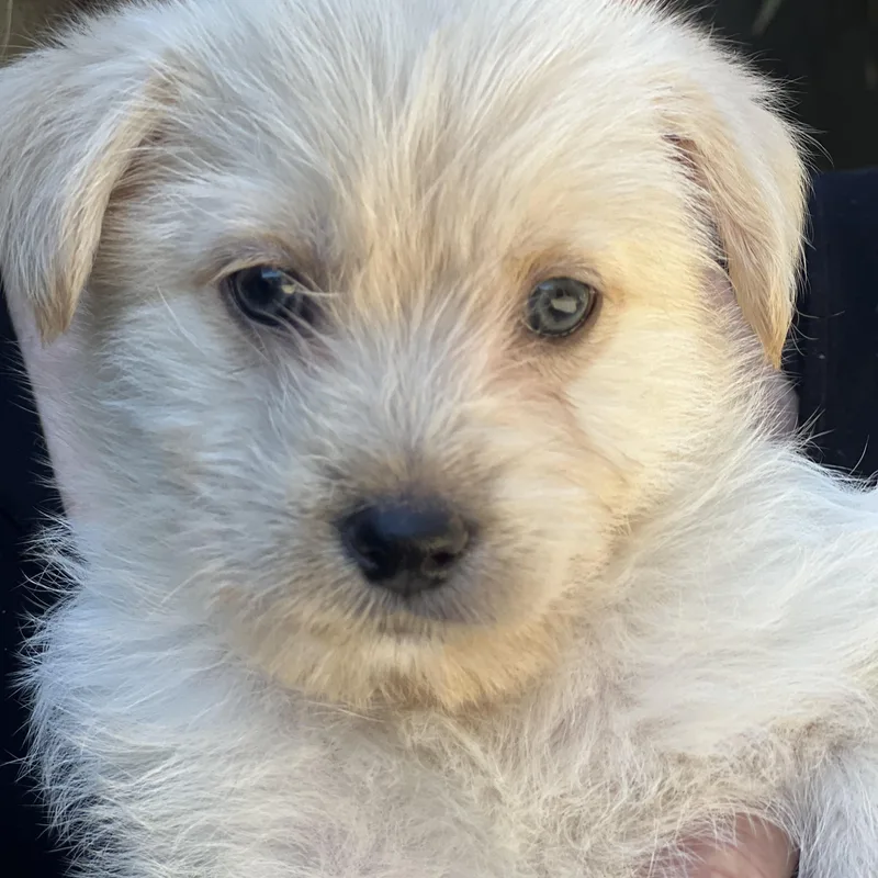 Daisy~ Havanese Mix Cutie