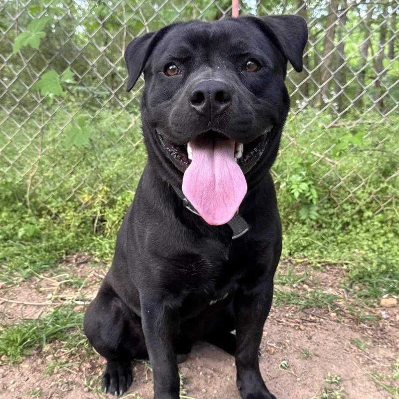 An adult medium-sized male Black Mixed Breed dog named Spooky for adoption in Monroeville, AL