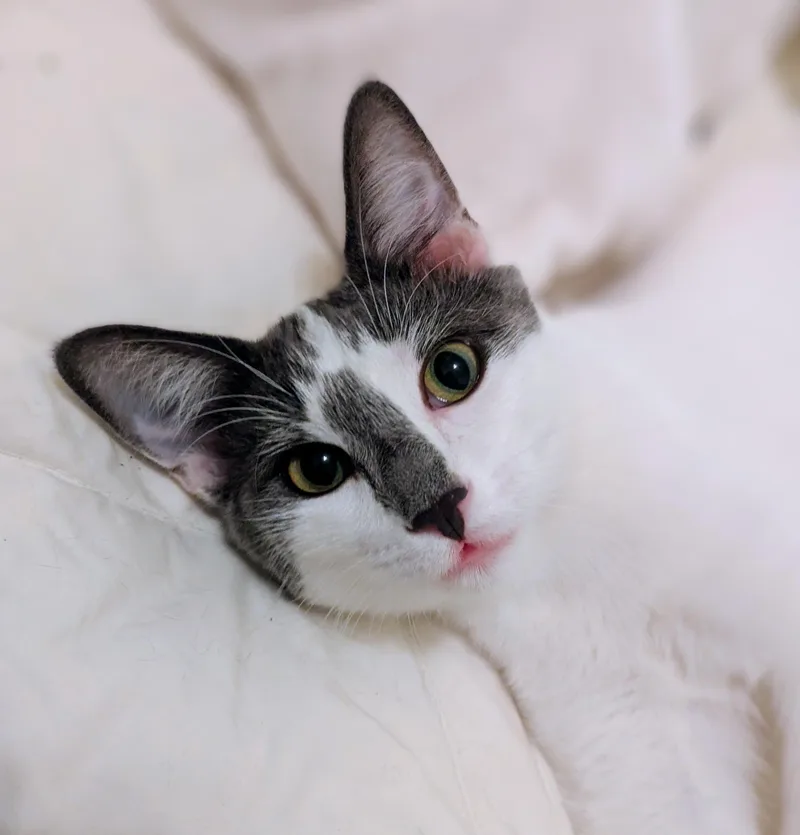 Mimi