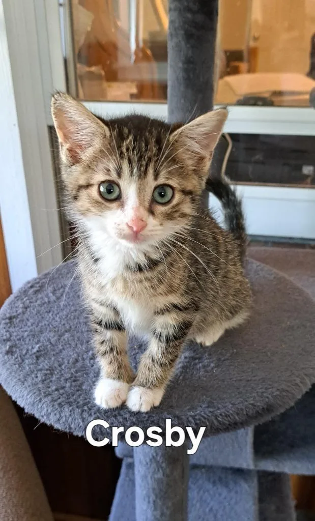 A baby small-sized male Domestic Short Hair cat named Crosby for adoption in Plattsburgh, NY