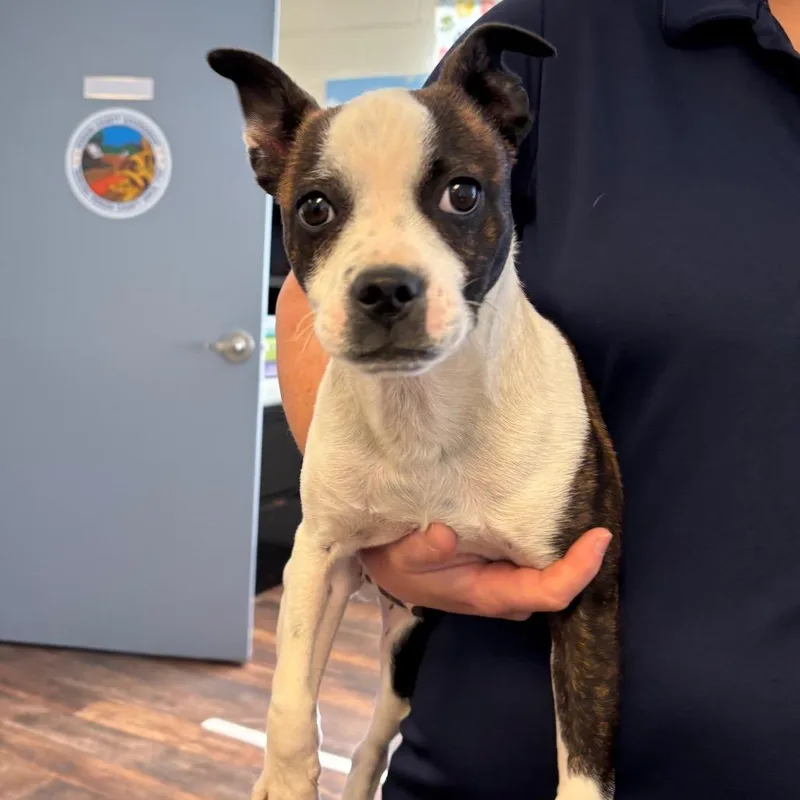 A baby small-sized male White / Cream Mixed Breed dog named Fletcher for adoption in Roxboro, NC