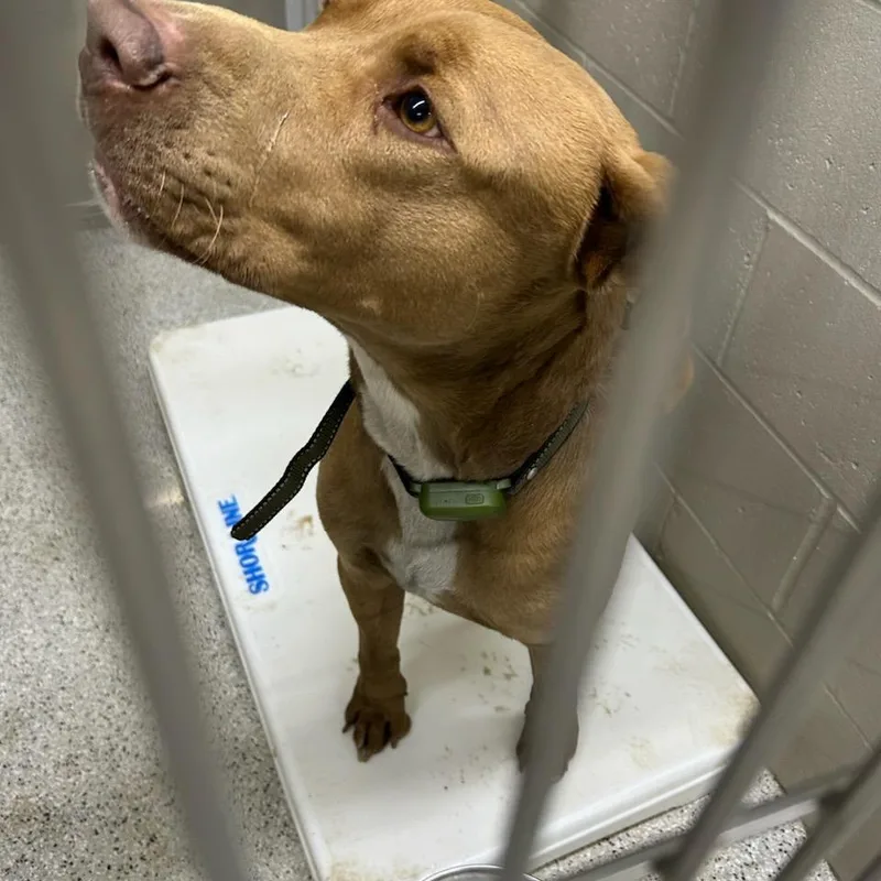 An adult large-sized male Brown / Chocolate Chocolate Labrador Retriever dog named Apollo for adoption in Carlyle, IL