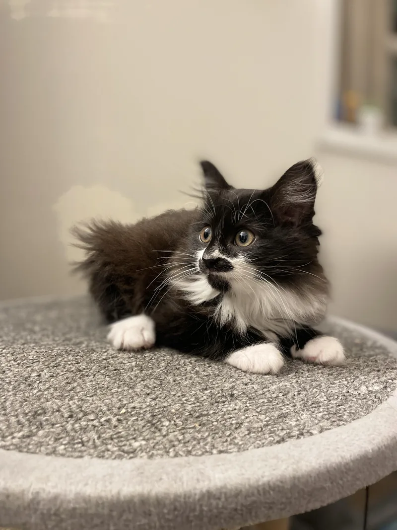 A baby medium-sized female Black & White / Tuxedo Domestic Medium Hair cat named Patsy for adoption in Great Mills, MD
